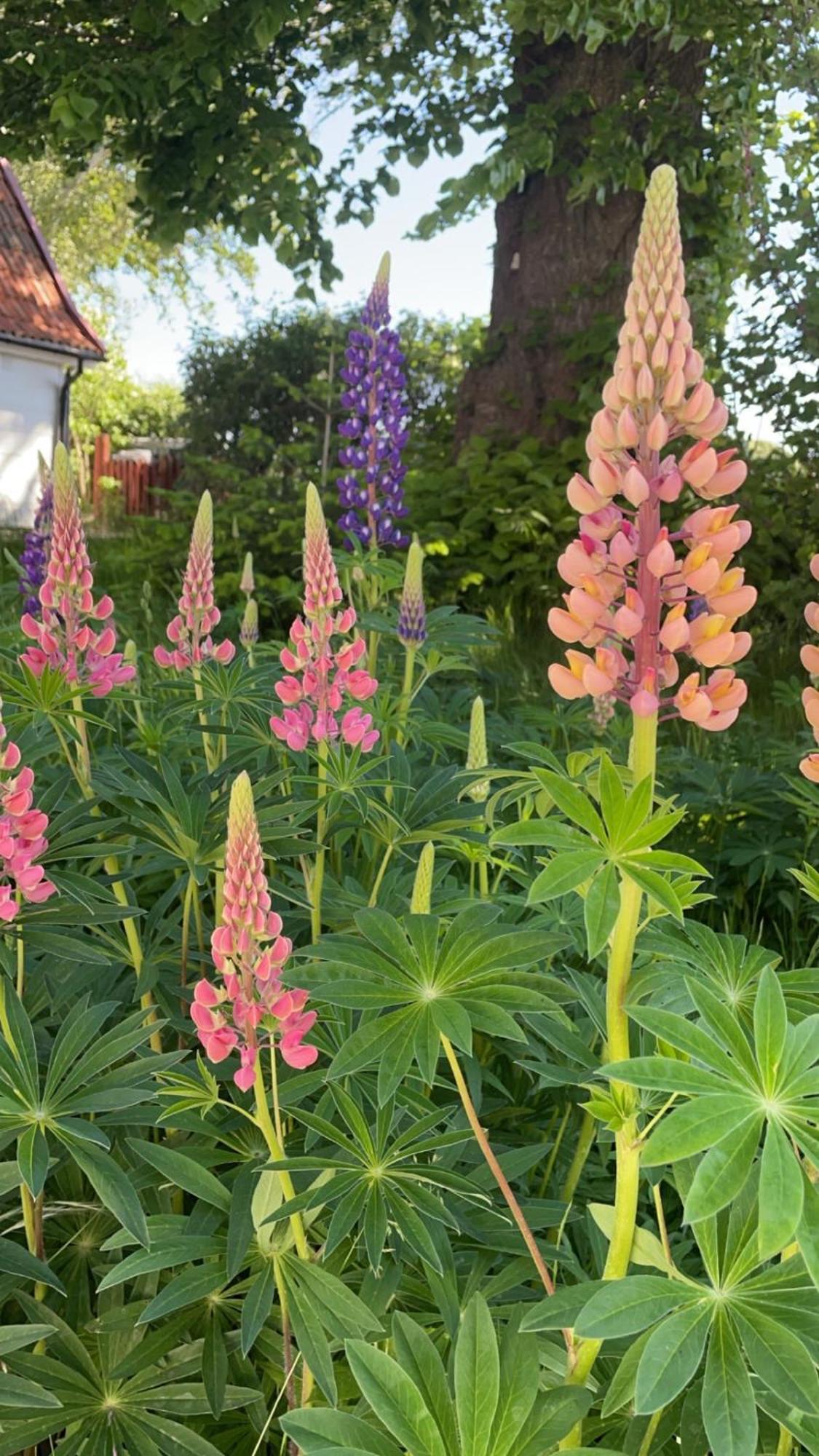Trennegarden B&B Mjöhult Extérieur photo